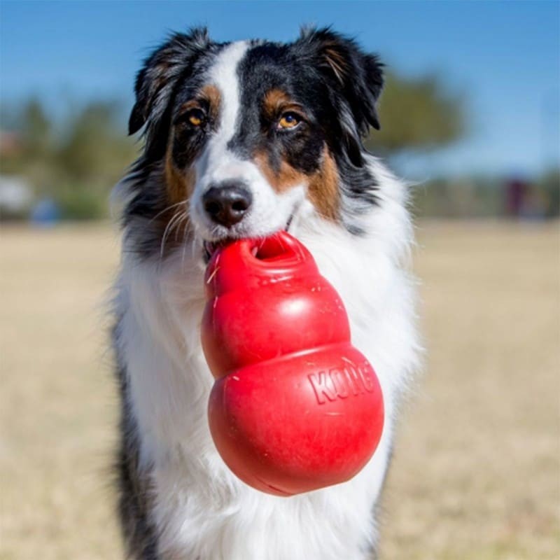 Chien à l'extérieur avec le Jouet pour chien Bounzer KONG dans la gueule