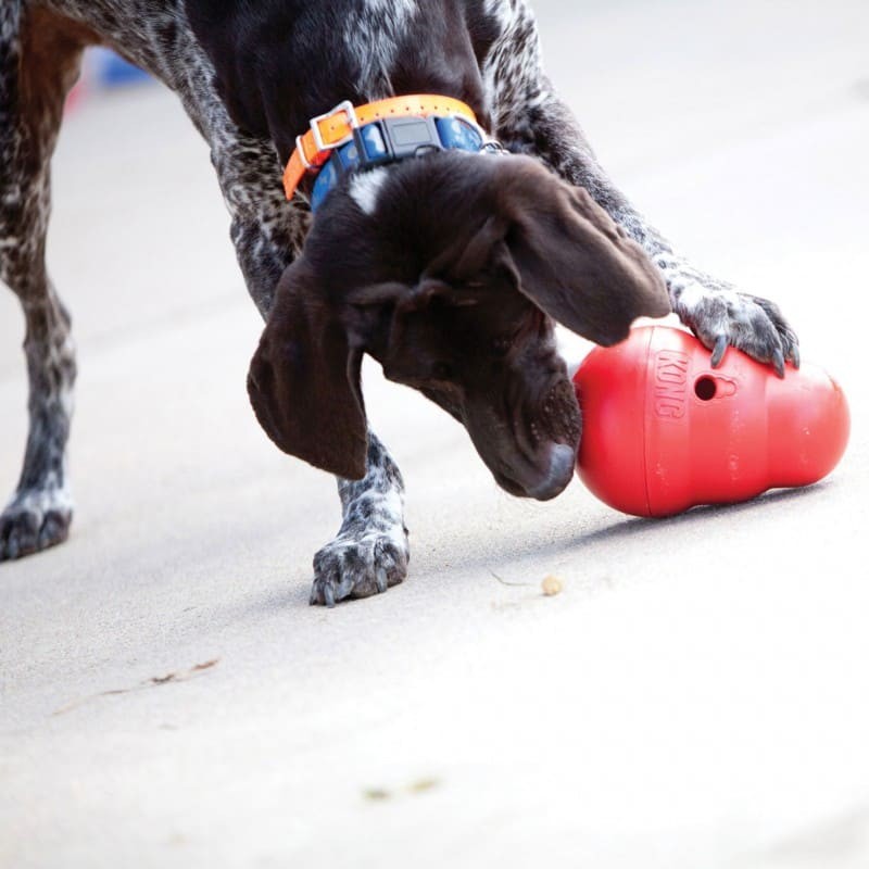 chien qui joue avec le Jouet pour chien Wobbler KONG distributeur de friandises