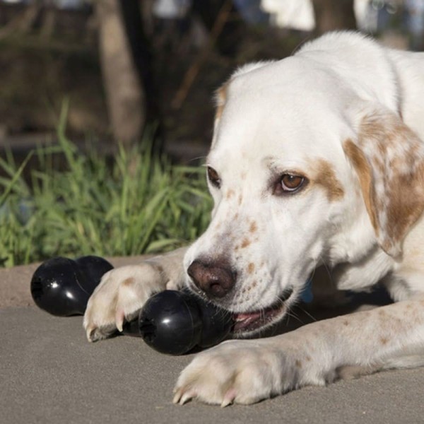 Chien à l'extérieur qui machouille le jouet pour chien extreme Goodie Bone KONG