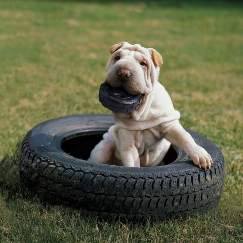 chien sur l'herbe dans un gros pneu avec le Jouet pour chien Tyre Extreme KONG dans la gueule