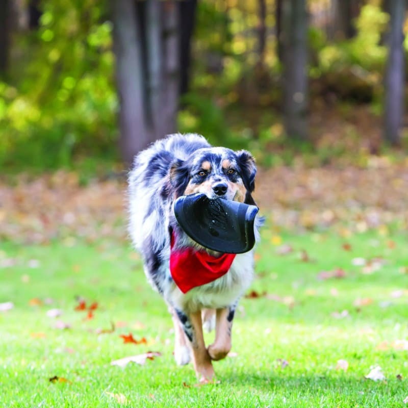 chien qui court sur l'herbe avec le Frisbee pour chien Extreme KONG dans la gueule