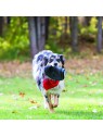 chien qui court sur l'herbe avec le Frisbee pour chien Extreme KONG dans la gueule