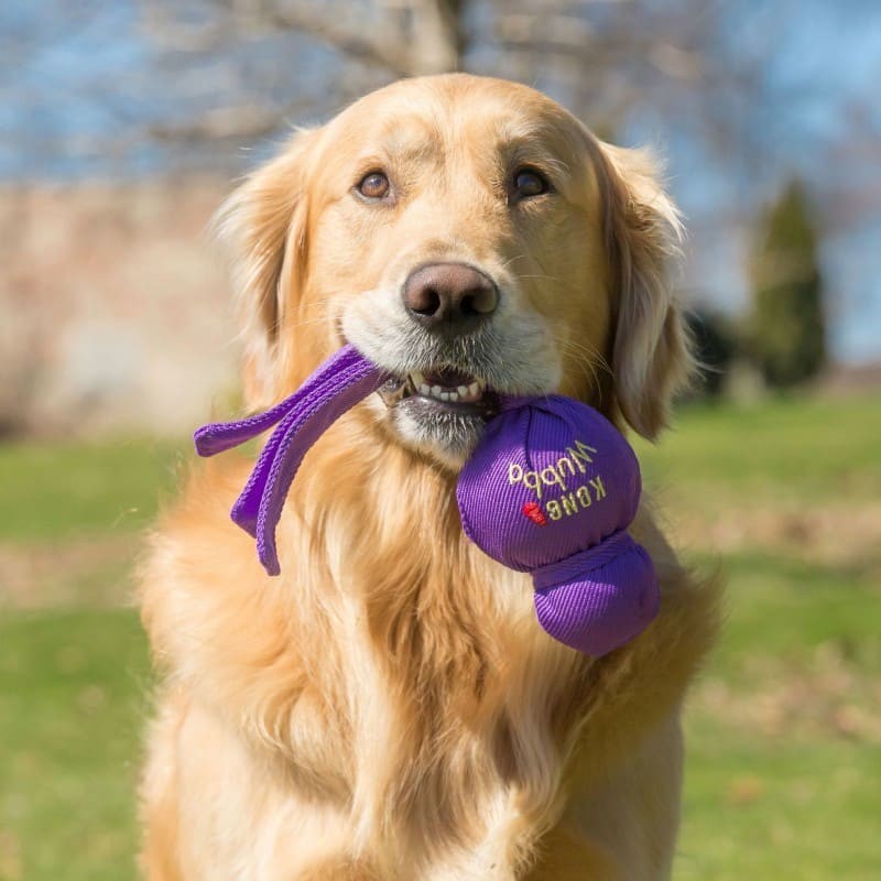 chien à l'extérieur avec le Jouet pour chien Wubba KONG dans la gueule