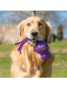 chien à l'extérieur avec le Jouet pour chien Wubba KONG dans la gueule