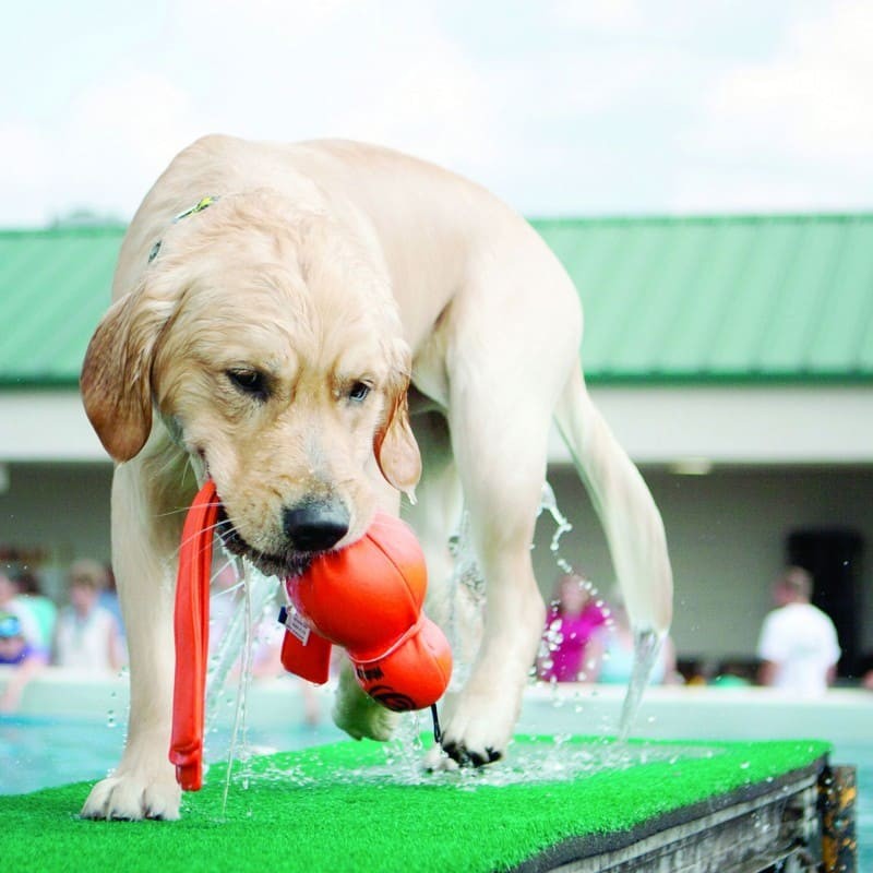 chien mouillé qui tient dans sa gueule le Jouet pour chien Wubba Wet KONG flottant