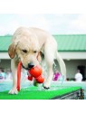 chien mouillé qui tient dans sa gueule le Jouet pour chien Wubba Wet KONG flottant