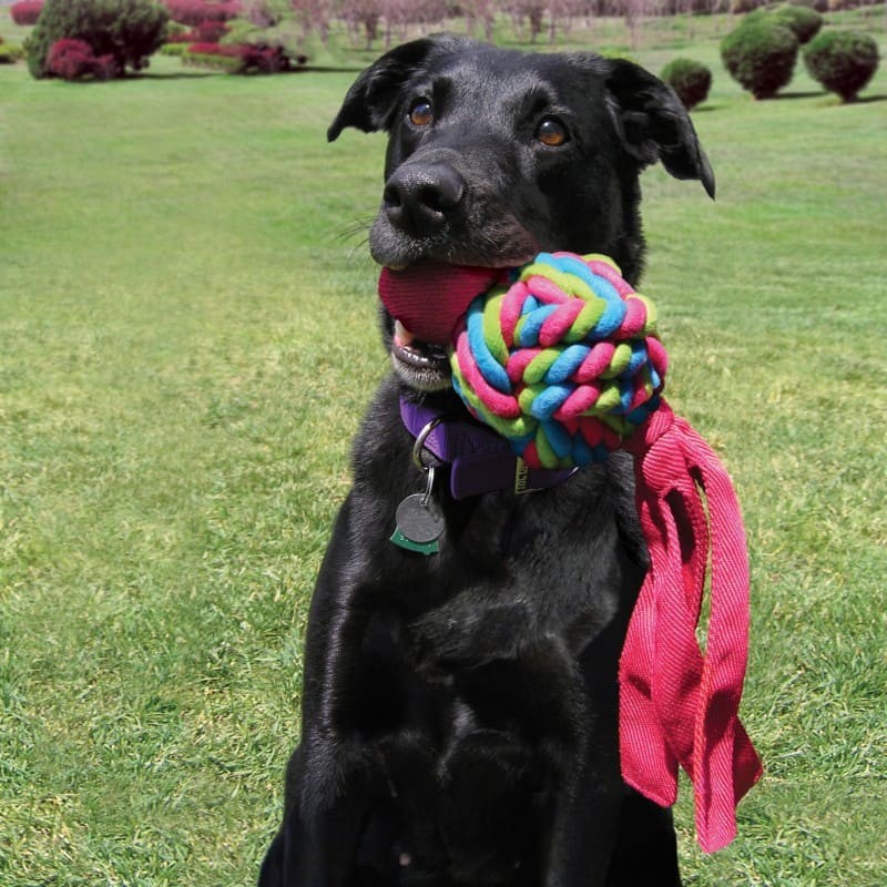 chien dans l'herbe avec un Jouet pour chien Wubba Weaves KONG rose dans la gueule