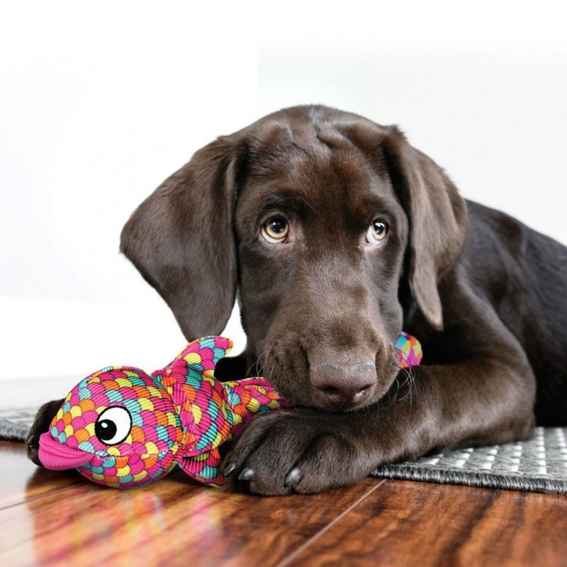 chien avec le Jouet pour chien Wubba Finz KONG dans la gueule