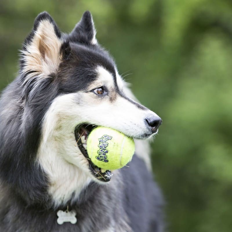 chien avec le Jouet pour chien Squeakair ball corde KONG  dans la gueule