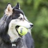 chien avec le Jouet pour chien Squeakair ball corde KONG dans la gueule