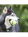 chien avec le Jouet pour chien Squeakair ball corde KONG  dans la gueule