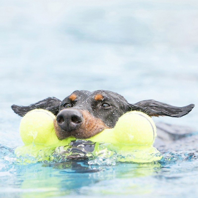 Chien dans l'eau qui tient dans la gueule un Jouet pour chien airdog squeaker bone KONG