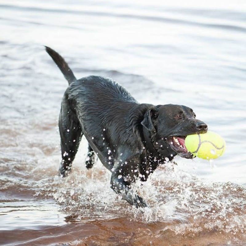 chien qui joue dans l'eau avec le jouet pour chien squeaker rugby KONG