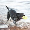 chien qui joue dans l'eau avec le jouet pour chien squeaker rugby KONG