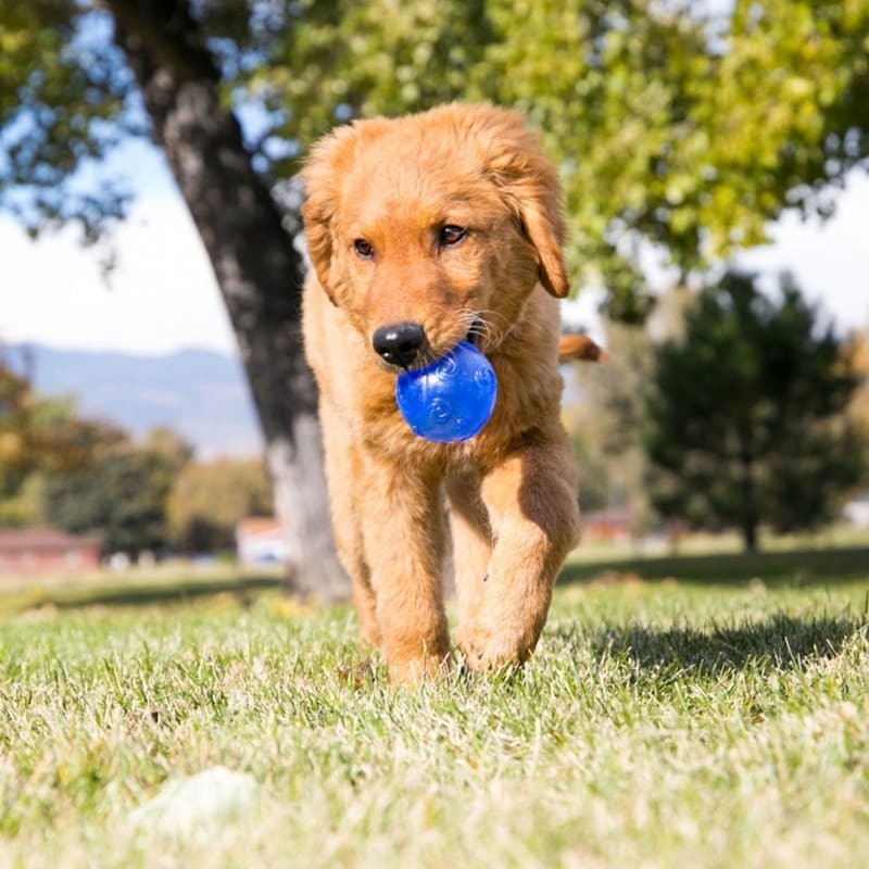 chien dans l'herbe qui tient le Jouet pour chien Squeez balle KONG dans la gueule