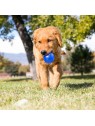 chien dans l'herbe qui tient le Jouet pour chien Squeez balle KONG dans la gueule