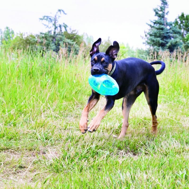 chien qui joue dans l'herbe avec le Jouet pour chien jumbler football KONG