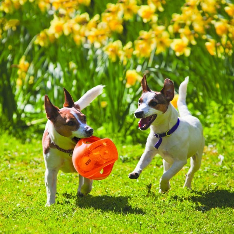 deux chiens qui jouent à l'extérieur avec le Jouet pour chien Jumbler ball KONG