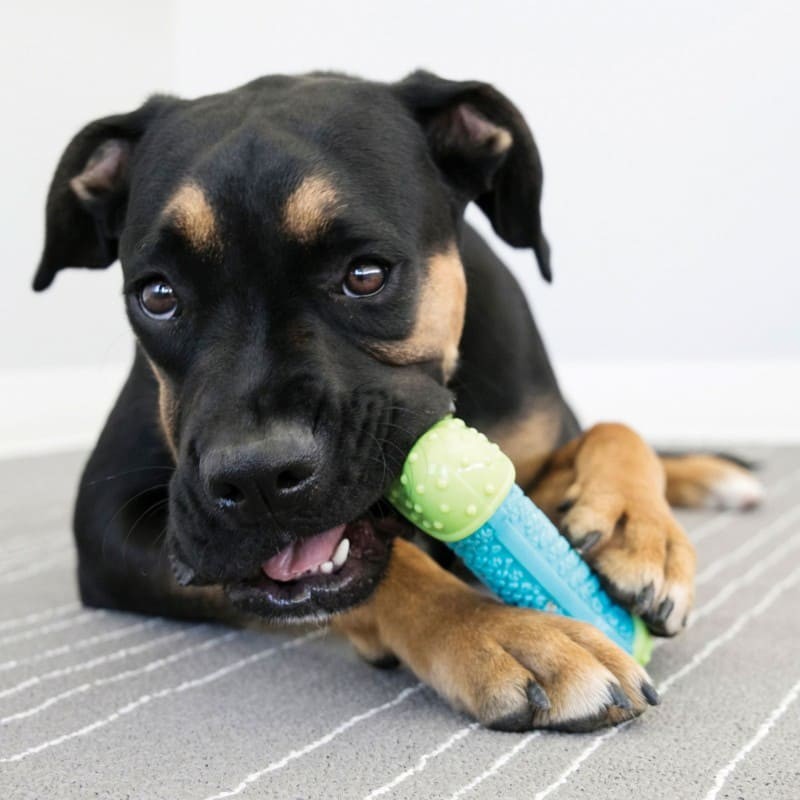 chien qui mastique un Jouet pour chien os corestrength KONG