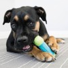 chien qui mastique un Jouet pour chien os corestrength KONG