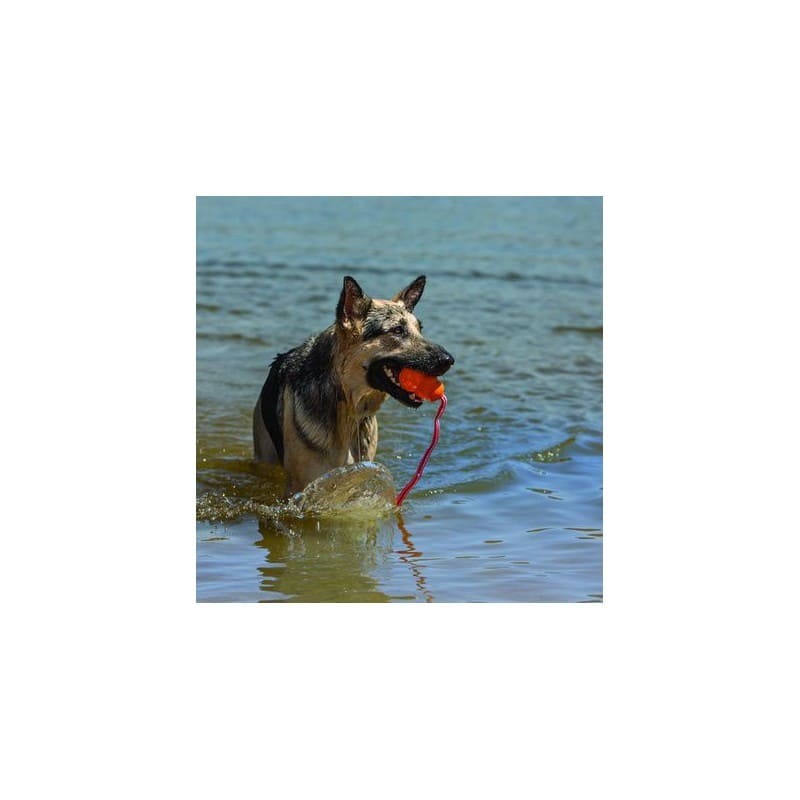 chien dans l'eau avec le Jouet flottant pour chien Aqua KONG dans la gueule