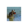 chien dans l'eau avec le Jouet flottant pour chien Aqua KONG dans la gueule