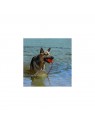 chien dans l'eau avec le Jouet flottant pour chien Aqua KONG dans la gueule