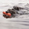 Chiens dans l'eau avec le Jouet flottant pour chien training dummy KONG dans la gueule