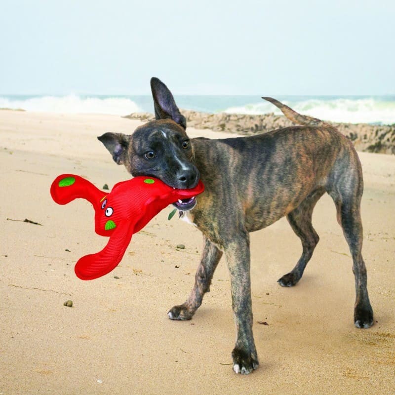 chien sur une plage avec le Jouet flottant pour chien belly flops hommard KONG dans la gueule
