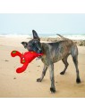 chien sur une plage avec le Jouet flottant pour chien belly flops hommard KONG dans la gueule