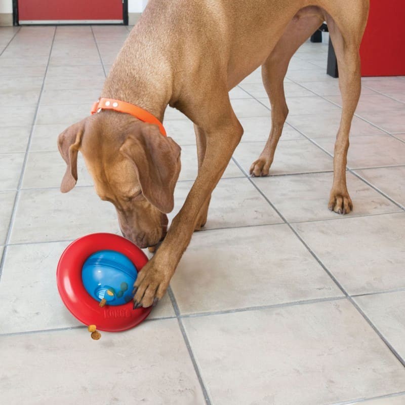chien qui joue avec le Distributeur friandises chien gyro KONG