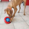 chien qui joue avec le Distributeur friandises chien gyro KONG