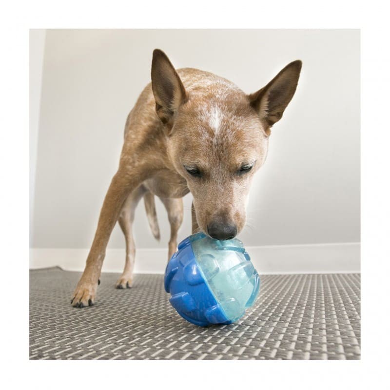 chien qui joue avec le Distributeur de friandises pour chien reward ball KONG