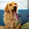 chien assis sur un canapé qui attrape dans sa gueule le jouet flottant chien wild schieldz trout med KONG
