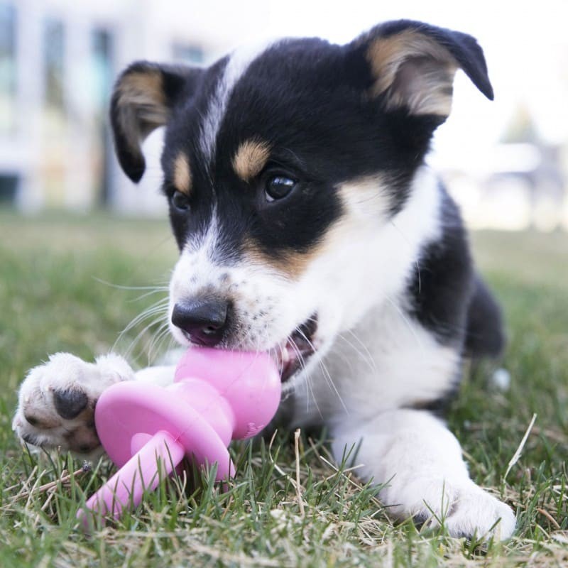 chiot jouant avec le jouet pour chiot binkie kong