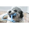 chiot qui joue avec le jouet pour chiot Goody bone avec corde kong bleu