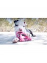 chiot qui joue avec le jouet pour chiot Goody bone avec corde kong rose