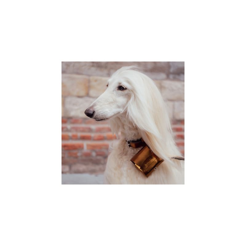 chien avec le distributeur de sacs à crottes en cuir cuivre métallissé dakota poopidoo martin sellier