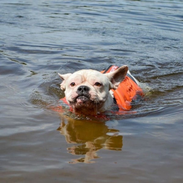 chien dans l'eau avec le gilet de sauvetage pour chien arka martin sellier