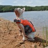 chien sur la plage avec le gilet de sauvetage pour chien arka martin sellier