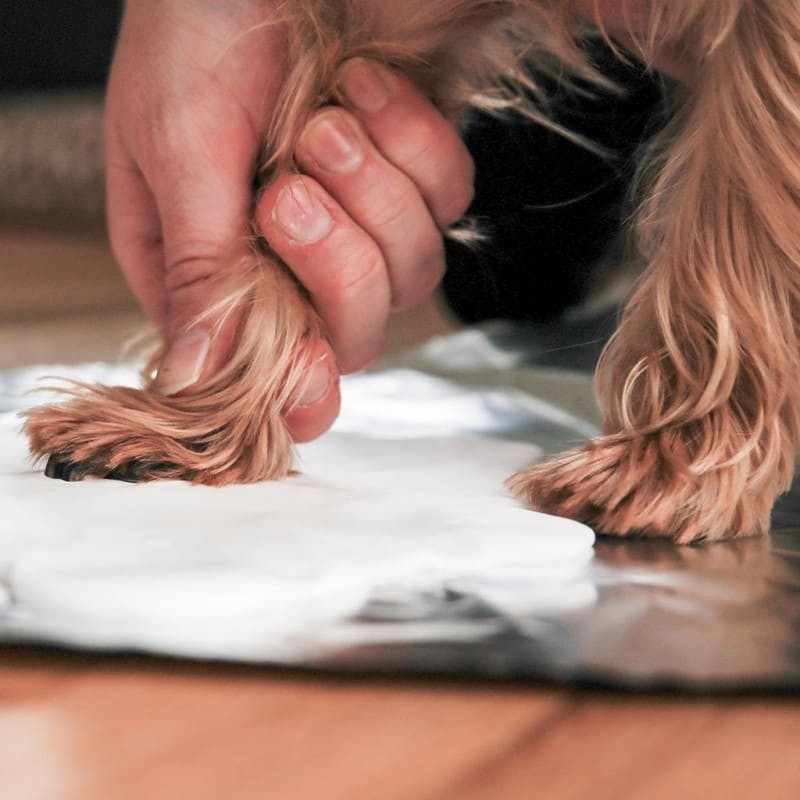 prendre l'empreinte de patte de son chien pour le double cadre chien blanc photo avec empreinte de patte en plâtre Pearhead