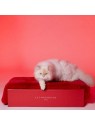 chat sur le tapis pour chat paris le tapis rouge paris et sa bôite