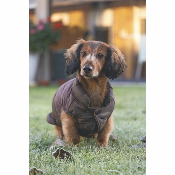 chien de face assis dans l'herbe avec le manteau pour chien brun Wisiti Beeztees