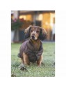 chien de face assis dans l'herbe avec le manteau pour chien brun Wisiti Beeztees