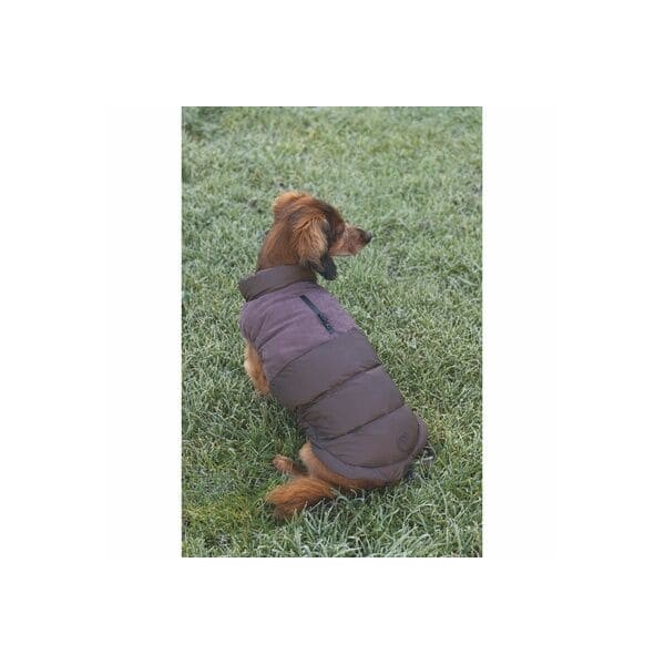 chien de dos assis dans l'herbe avec le manteau brun Wisti Beeztees