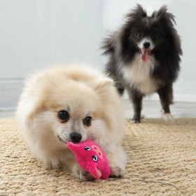 deux petits chiens qui jouent avec la peluche pour chien Snuzzles mini PIG KONG