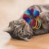 chat qui joue avec le jouet pour chat cat active scrunchie kong