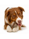 chien qui mastique une friandise pour chien bois de cerf Doogy