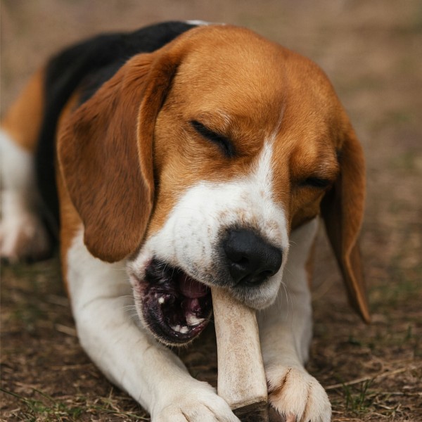 chien qui mastique la friandise pour chien bois de cerf fendu Doogy