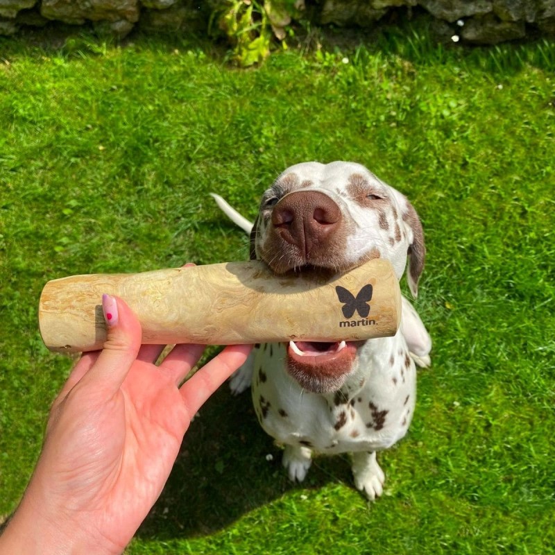 chien qui prend dans la gueule une friandise pour chien bâton pour chien en bois de caféier MARTIN SELLIER